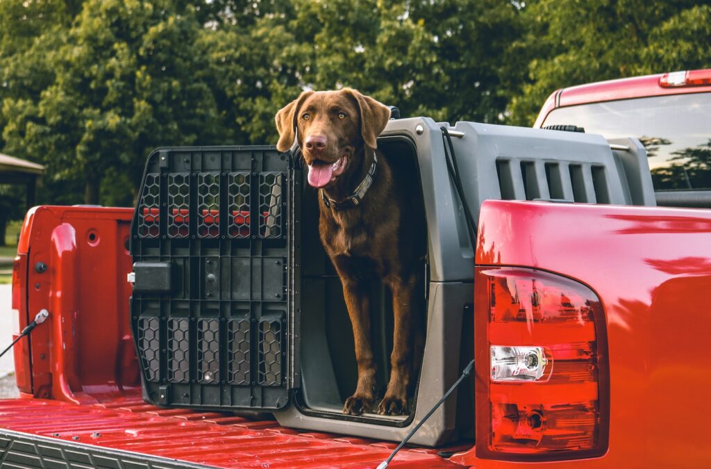 a dog sits in the back of a red truck